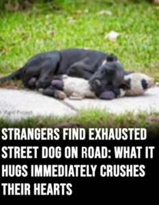 Photo of a Stray Dog Draws Attention to a Larger Animal Welfare Crisis in Houston