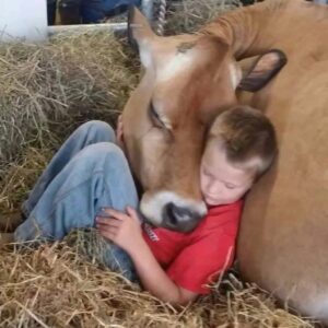 He Refuses to Sleep in His Bed, Claiming the Cow Remembers What Happened