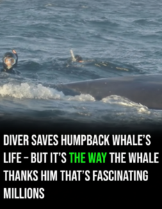 A Diver Saves a Humpback Whale, but What the Whale Does Next Amazes Millions