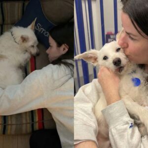 Woman Gives Foster Dog One Last Night of Love Before He’s Euthanized: ‘Family for Just 24 Hours’