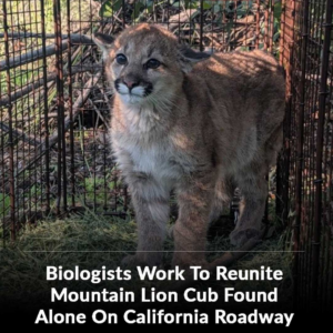 Biologists Work To Reunite Mountain Lion Cub Found Alone On California Roadway