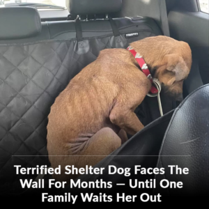Shelter Dog Who Wouldn’t Look At Anyone Finally Learns What Love Feels Like
