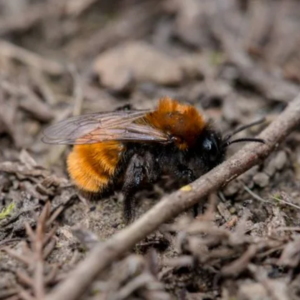 Reasons Bees Are Sometimes Attracted to Clothes Drying Outdoors